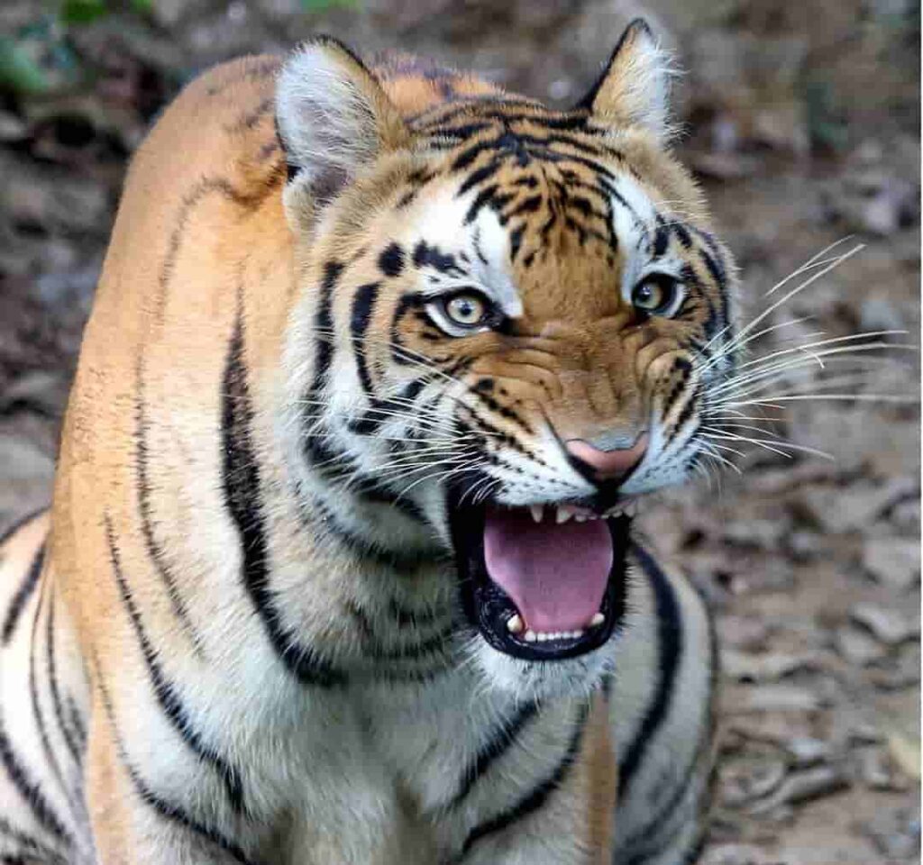 Bengal Tigeress Dona