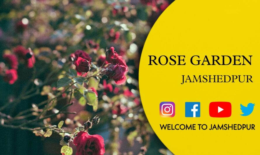 Rose Garden in Jamshedpur: A Perfect Spot to Enjoy the Beauty and Serenity of Roses